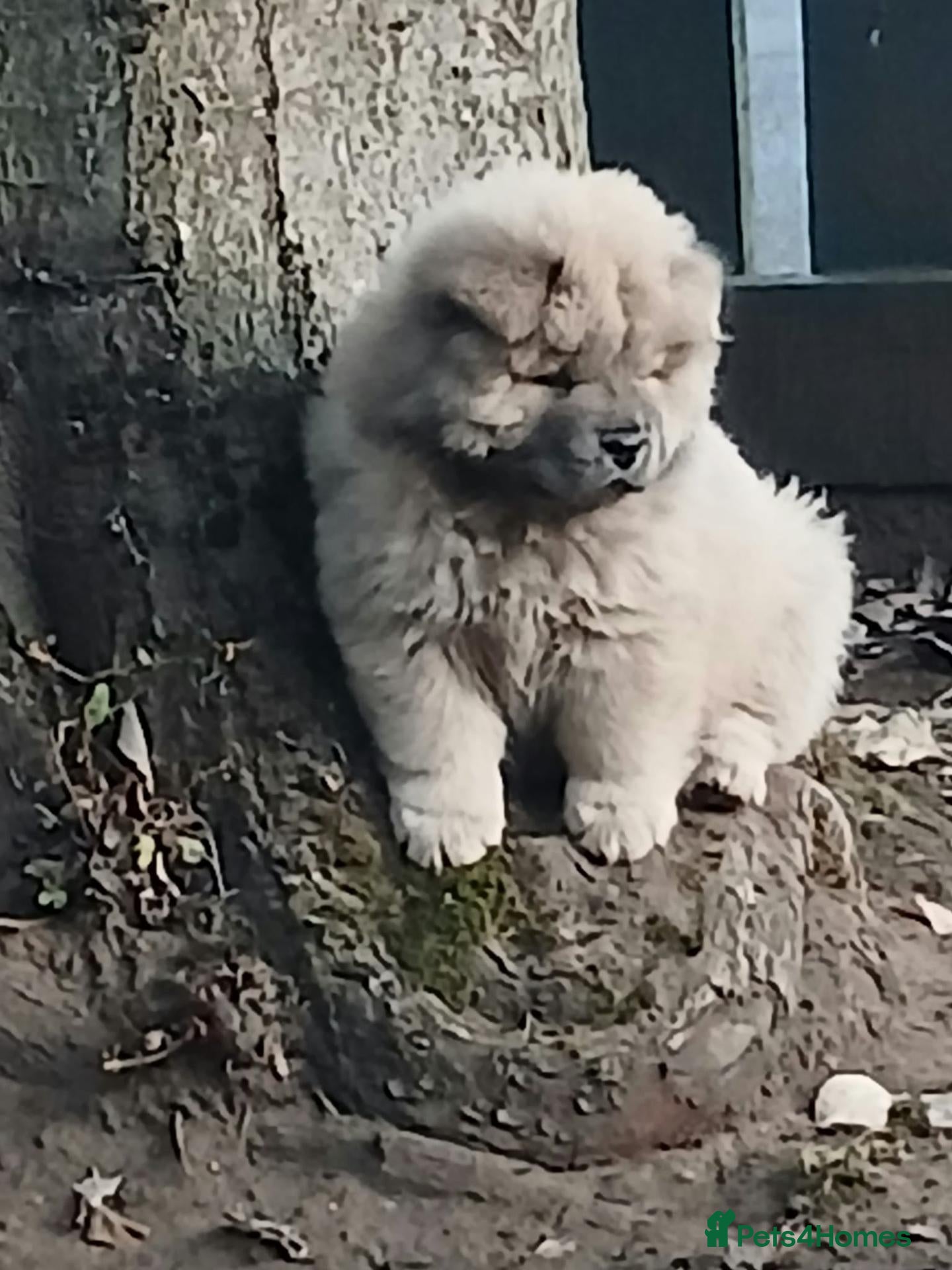 Chow Chow dogs Beautiful champion sired chow chow pups - Advert 5