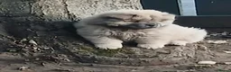 Chow Chow dogs for sale: Beautiful champion sired chow chow pups - Advert 7