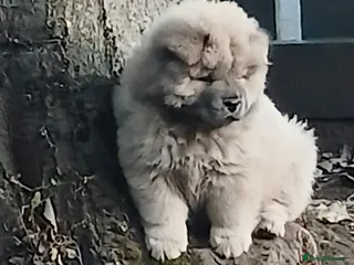 Chow Chow dogs Beautiful champion sired chow chow pups - Advert 5