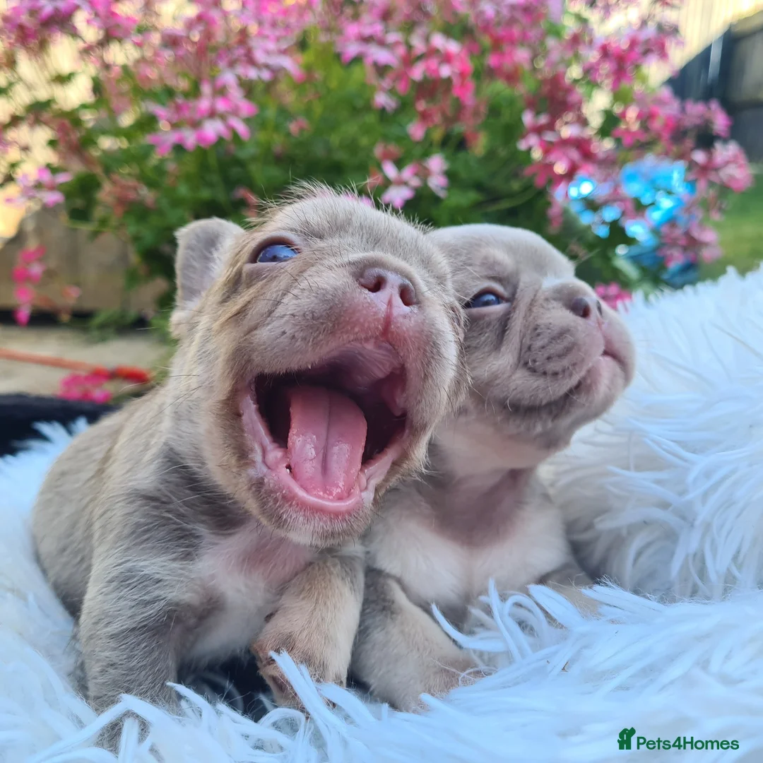 French Bulldog dogs for sale: Big Perm, fluffy and furnished frenchies  - Image 2