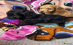 Cockapoo dogs for sale: F1 Cockapoo puppies - Advert 4