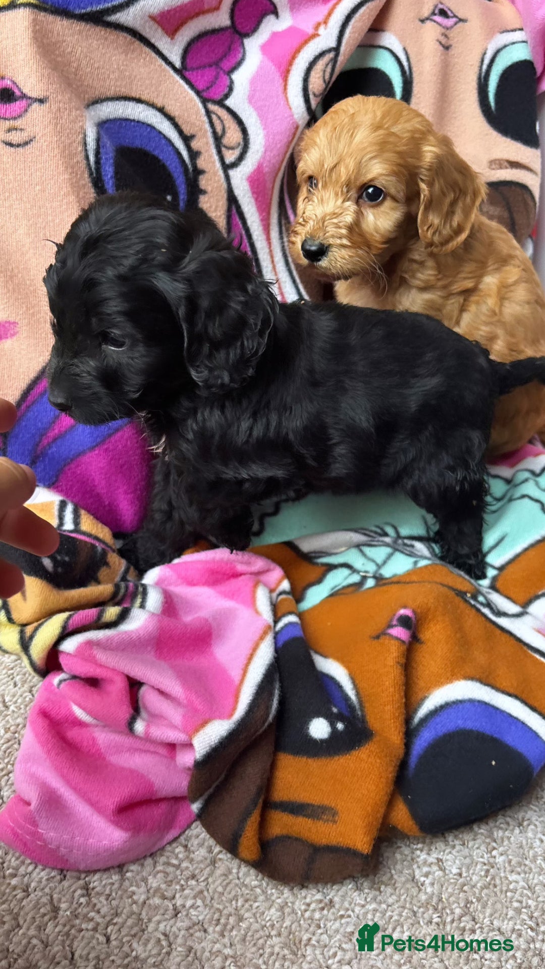 Cockapoo dogs for sale: F1 Cockapoo puppies - Advert 4