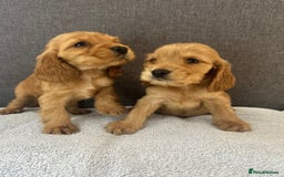 Cocker Spaniel dogs for sale: Beautiful Showtype cocker spaniels - Image 3