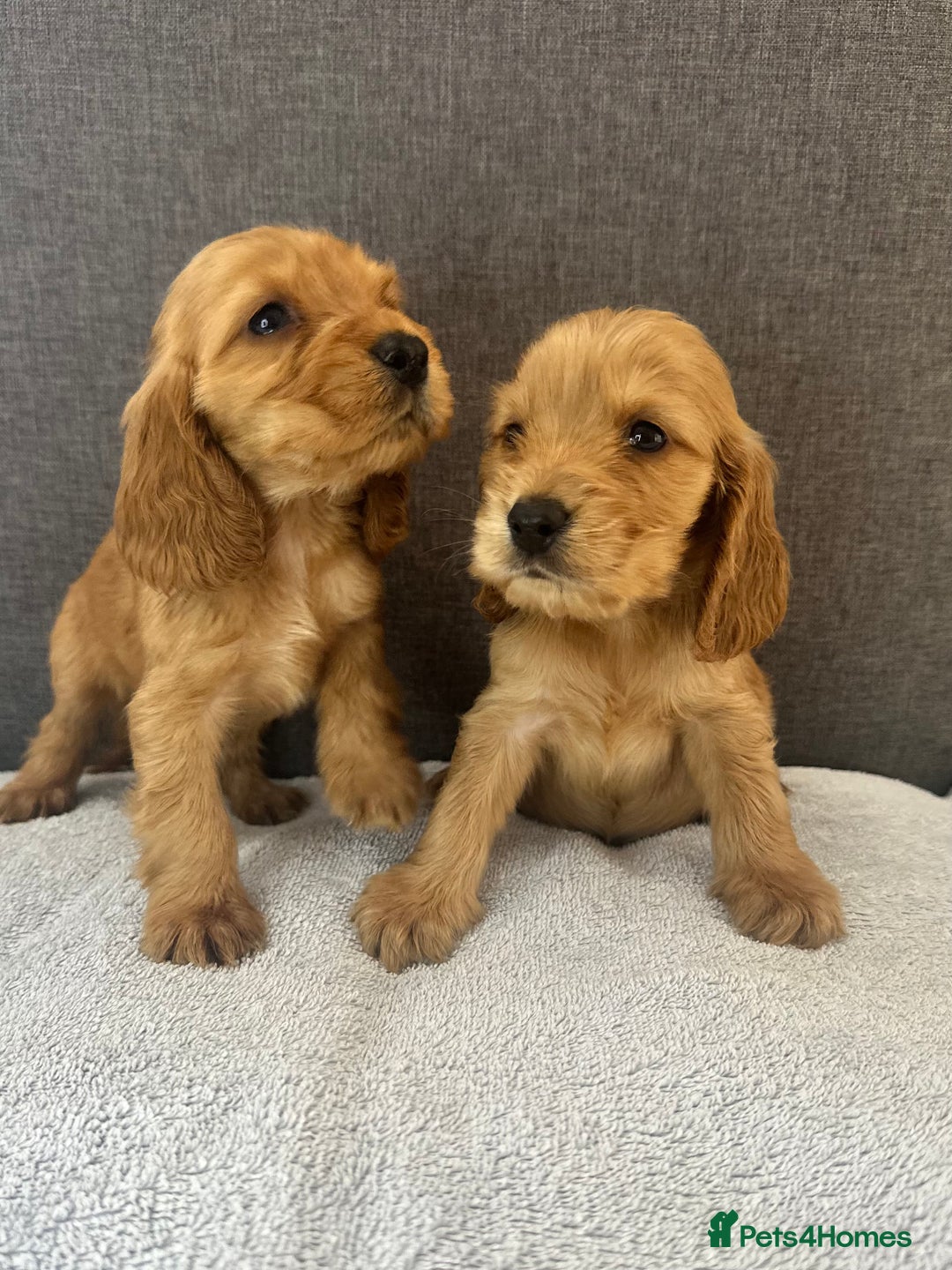 Cocker Spaniel dogs for sale: Beautiful Showtype cocker spaniels - Image 3
