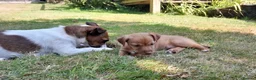 Jack Russell dogs for sale: Jack Russell pups looking for their forever homes - Advert 6