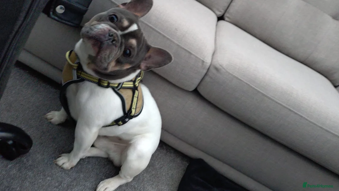 French Bulldog dogs for sale: French bulldog  - Advert 3