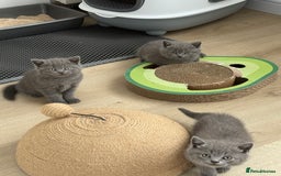 British Shorthair cats for sale: British shorthair kittens “Ready now” - Image 3