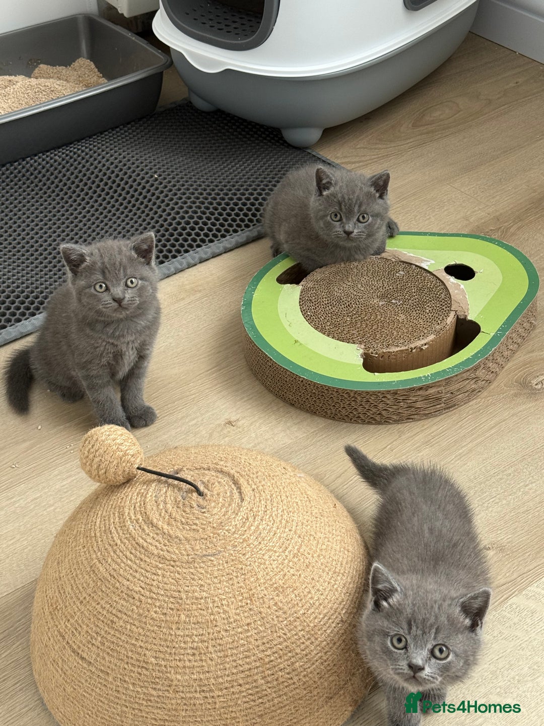 British Shorthair cats for sale: British shorthair kittens “Ready now” - Image 3