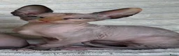 Sphynx cats for sale: Canadian Sphynx Kittens  - Advert 27