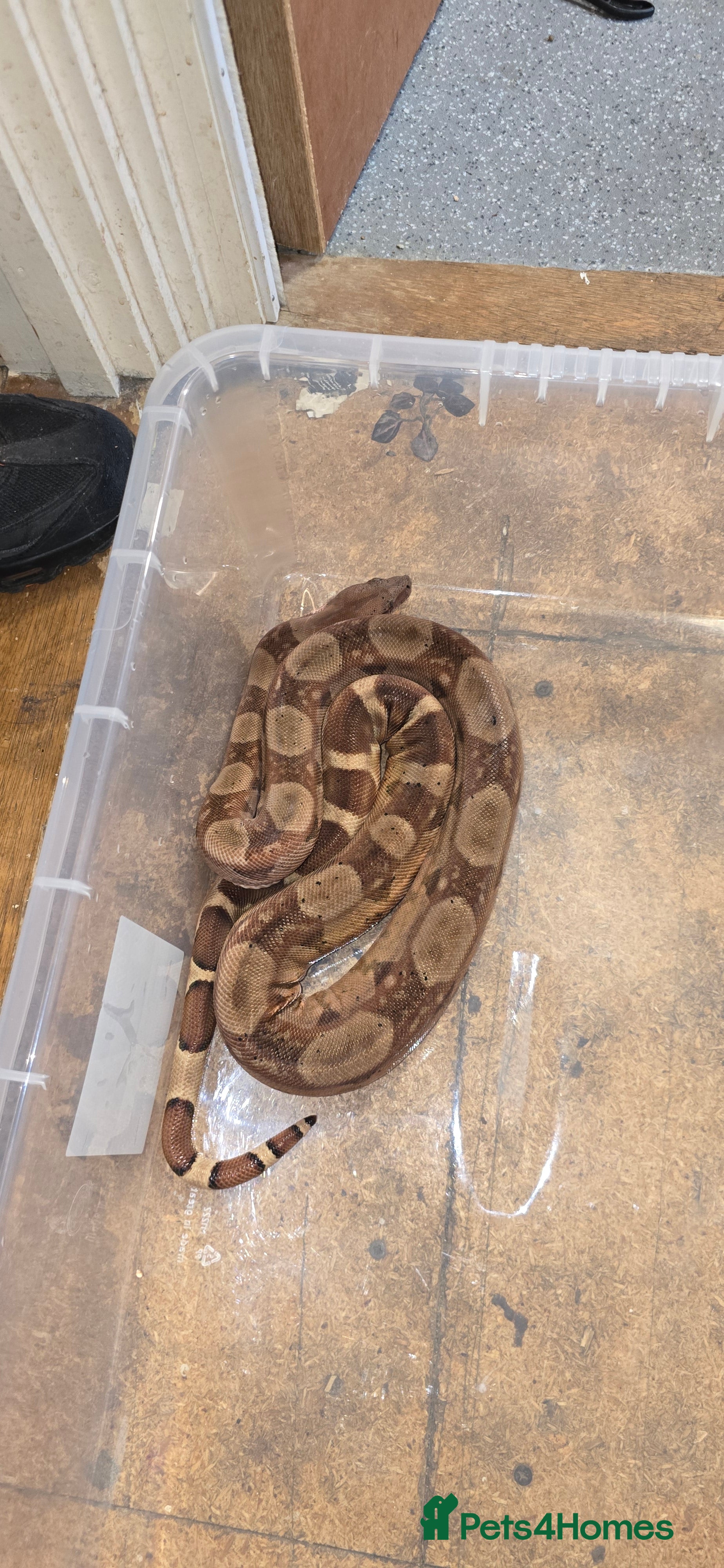 Boa Snake reptiles 2 bci boas for sale in Redditch - Advert 4