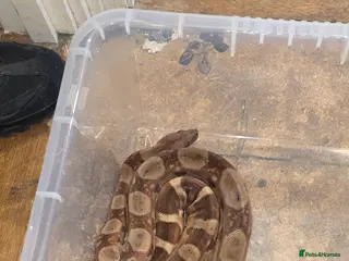 Boa Snake reptiles 2 bci boas for sale in Redditch - Advert 4