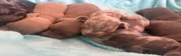 Miniature Dachshund dogs for sale: miniture dachshund puppies!! - Advert 10