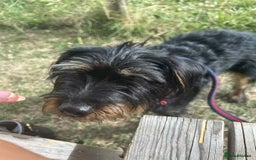 Mixed Breed dogs for adoption: Sally - Norwich Norfolk  - Image 2
