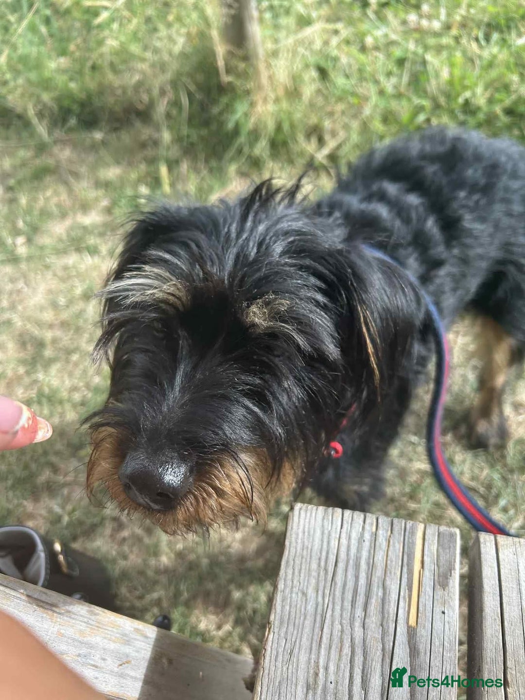 Mixed Breed dogs for adoption: Sally - Norwich Norfolk  - Image 2