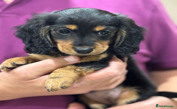 Miniature Dachshund dogs Stunning KC Reg Long Hair Mini Dachshund Puppies - Advert 9
