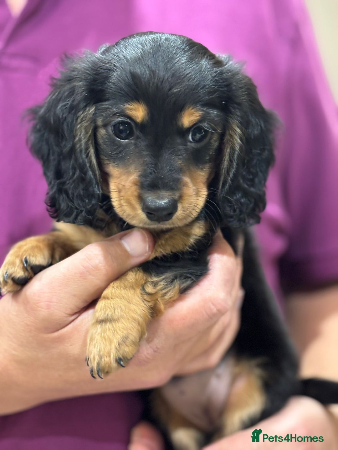Miniature Dachshund dogs for sale: KC Long Hair 'Mini-Mini' Dachshund Puppies - Advert 2