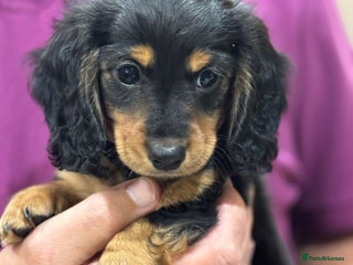 Miniature Dachshund dogs Stunning KC Reg Long Hair Mini Dachshund Puppies - Advert 3