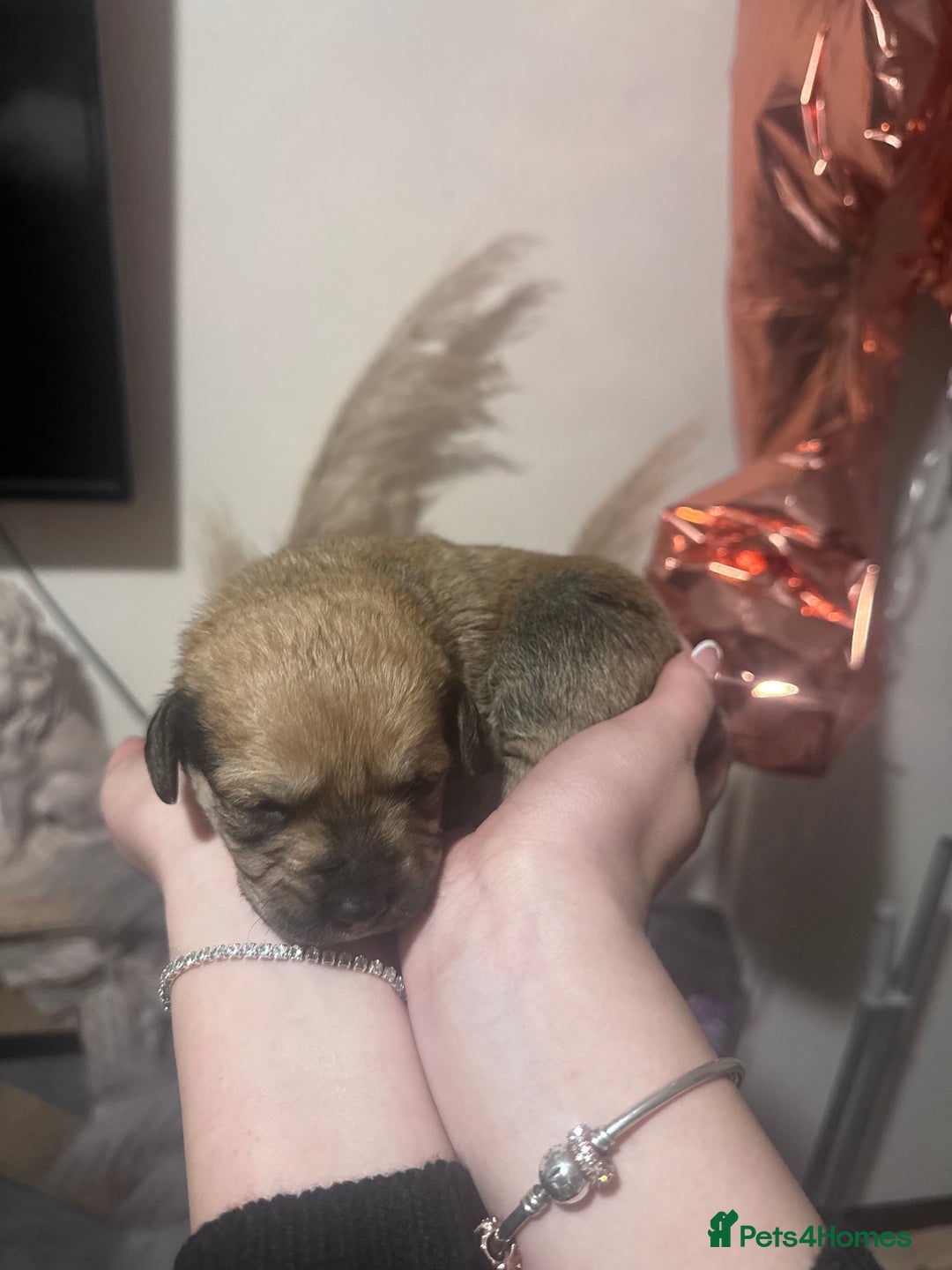 Mixed Breed dogs for sale: Rottweiler cross puppies - Advert 9