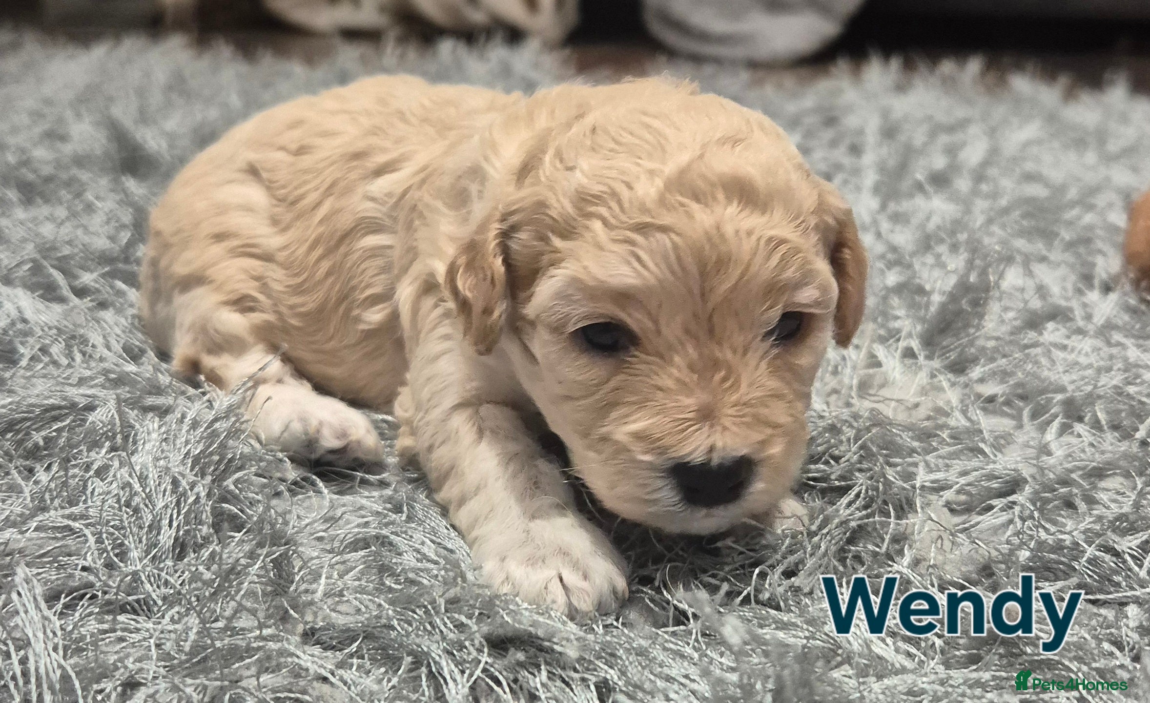 Cavapoochon dogs 2 pretty girls available  - Advert 1