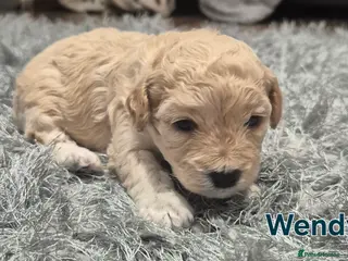 Cavapoochon dogs 2 pretty girls available - Advert 1