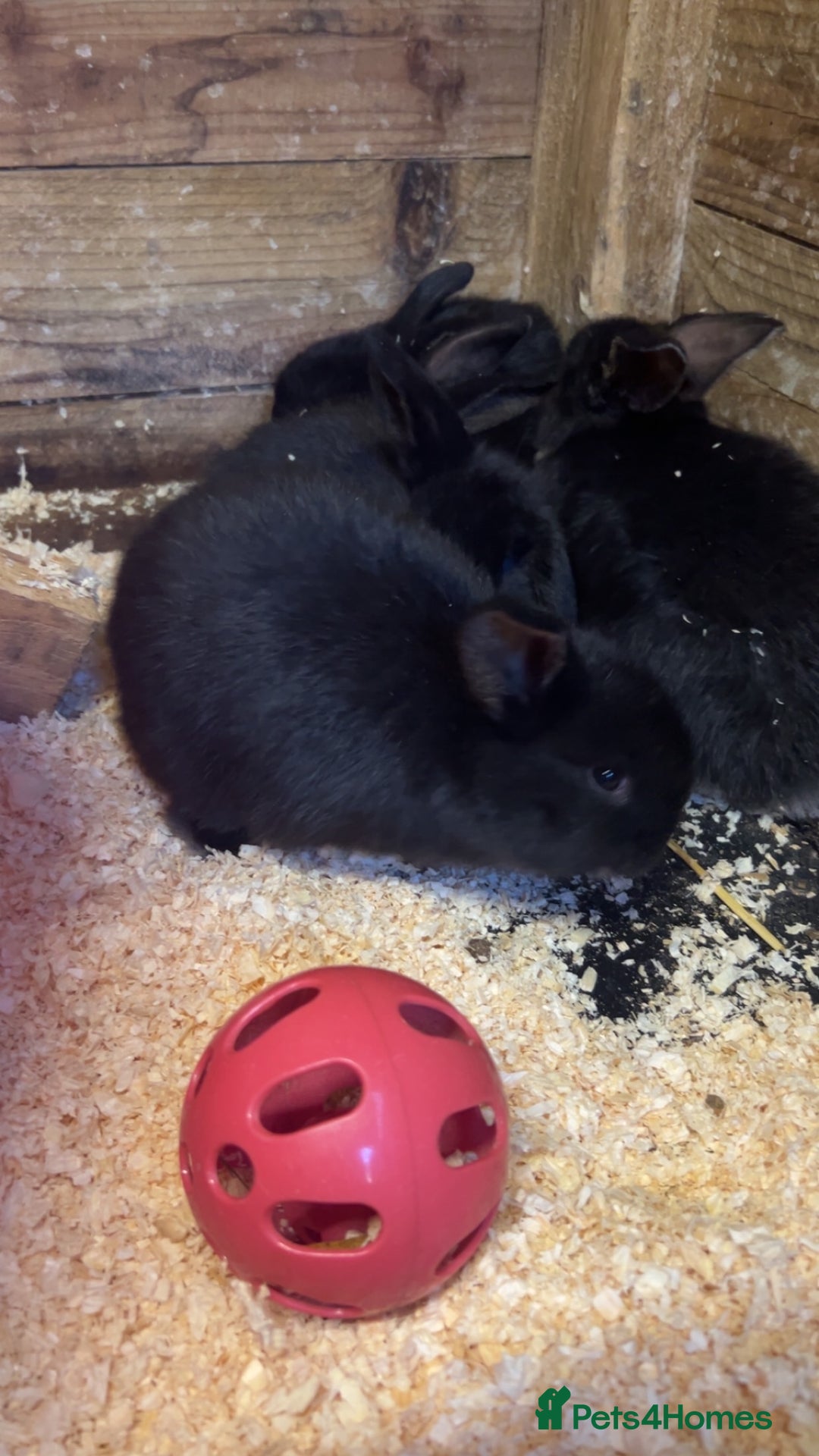 French Lop rabbits for sale: Mini French Lop Babies  - Advert 4