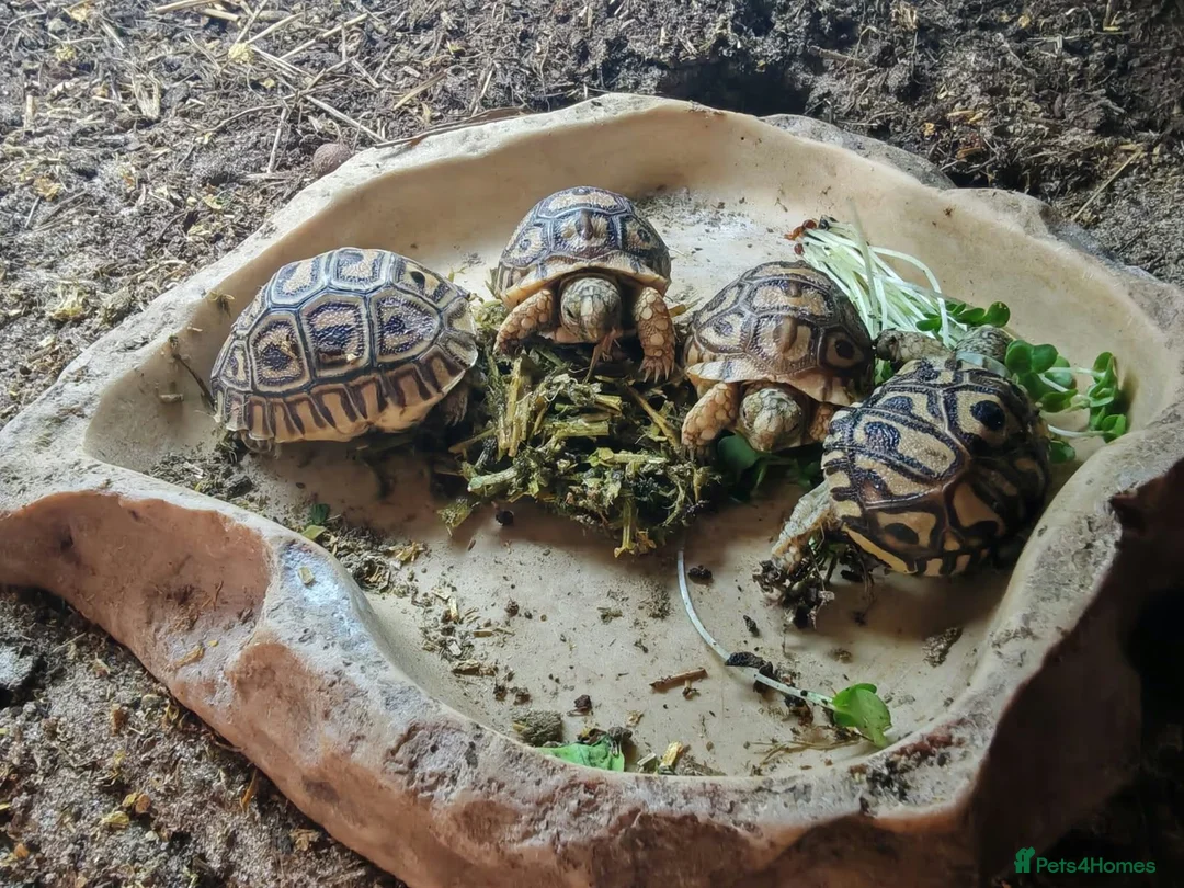 Tortoise reptiles for sale: Leopard tortoise hatchlings - Advert 11