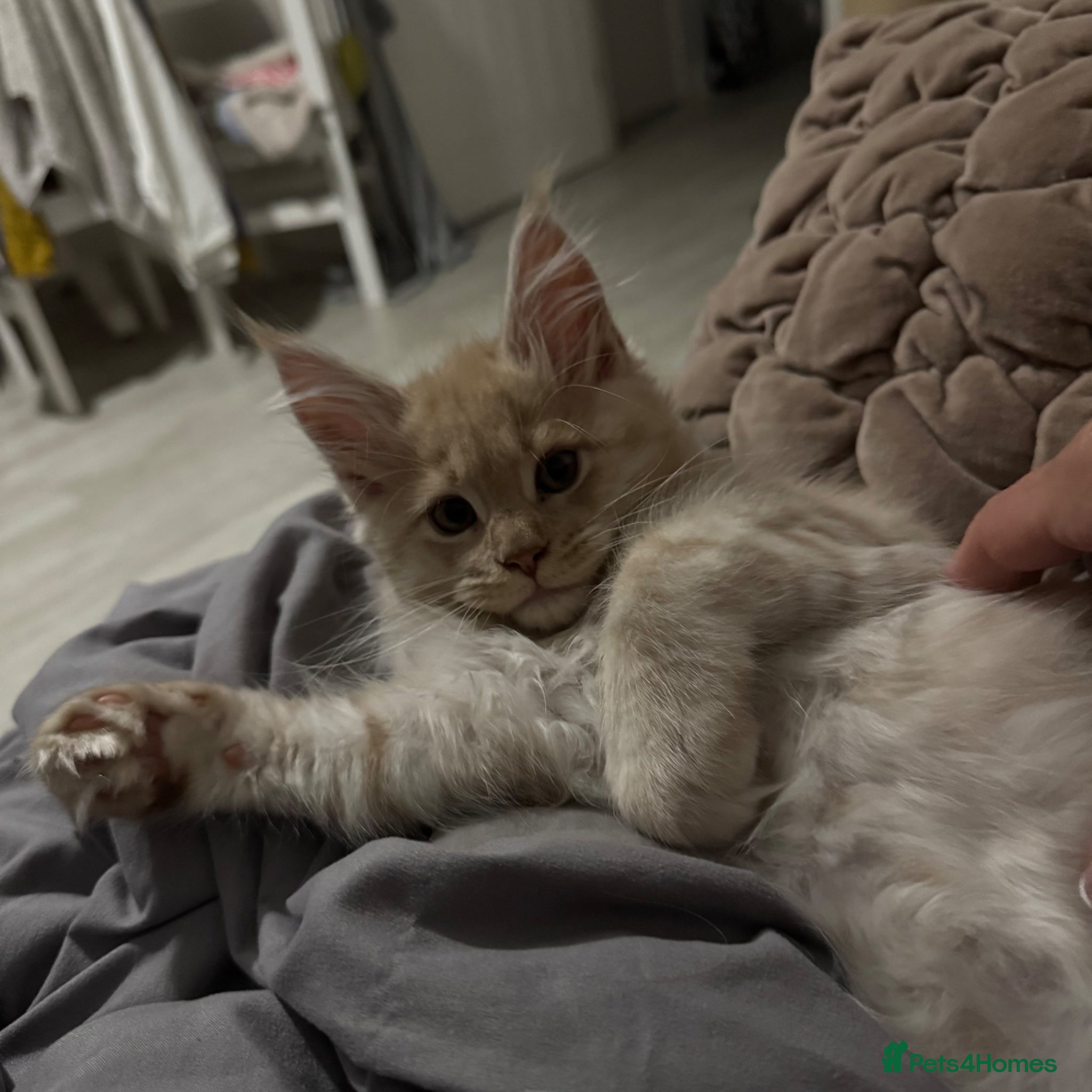 Maine Coon cats Beautiful Maine Coon kittens for sale. Two boys.🦁 - Advert 2