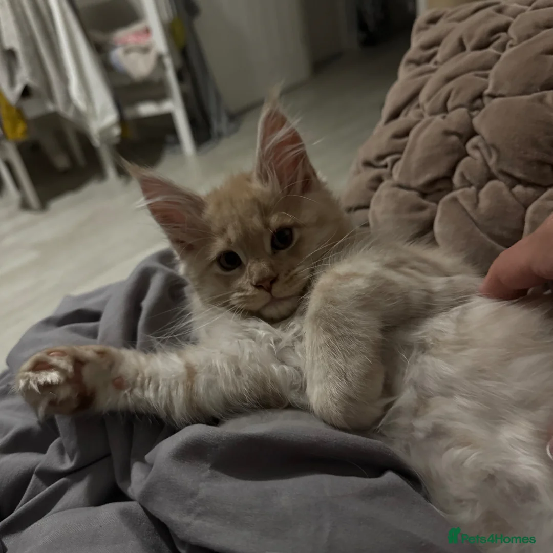 Maine Coon cats for sale: Beautiful Maine Coon kittens for sale. Two boys.🦁 - Advert 2