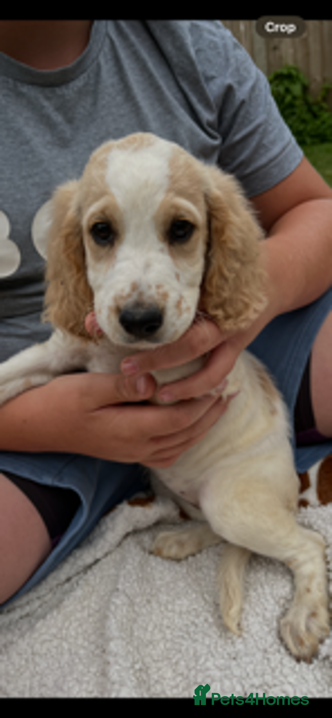 Cockapoo dogs for sale: Beautiful cockapoo pups ready now - Image 5