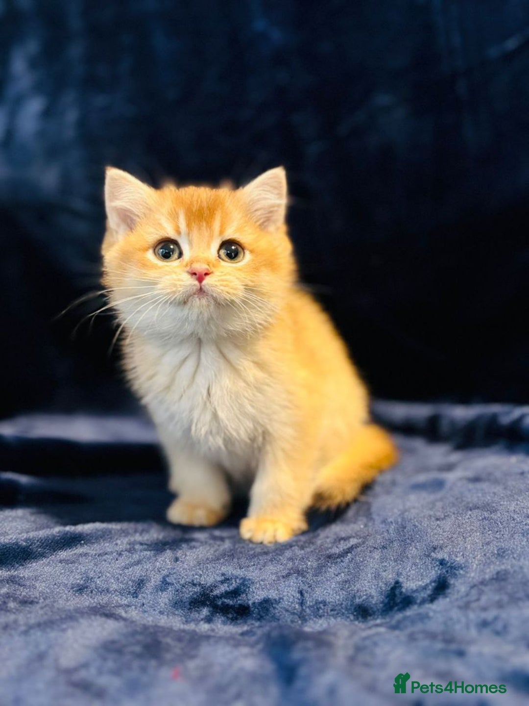 British Shorthair cats for sale: Charming British golden chinchillas - Advert 25