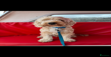 Cockapoo dogs - Advert 2