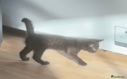 British Longhair cats for sale: 1 x British Long Hair & 2 x British Short Hair - Image 11
