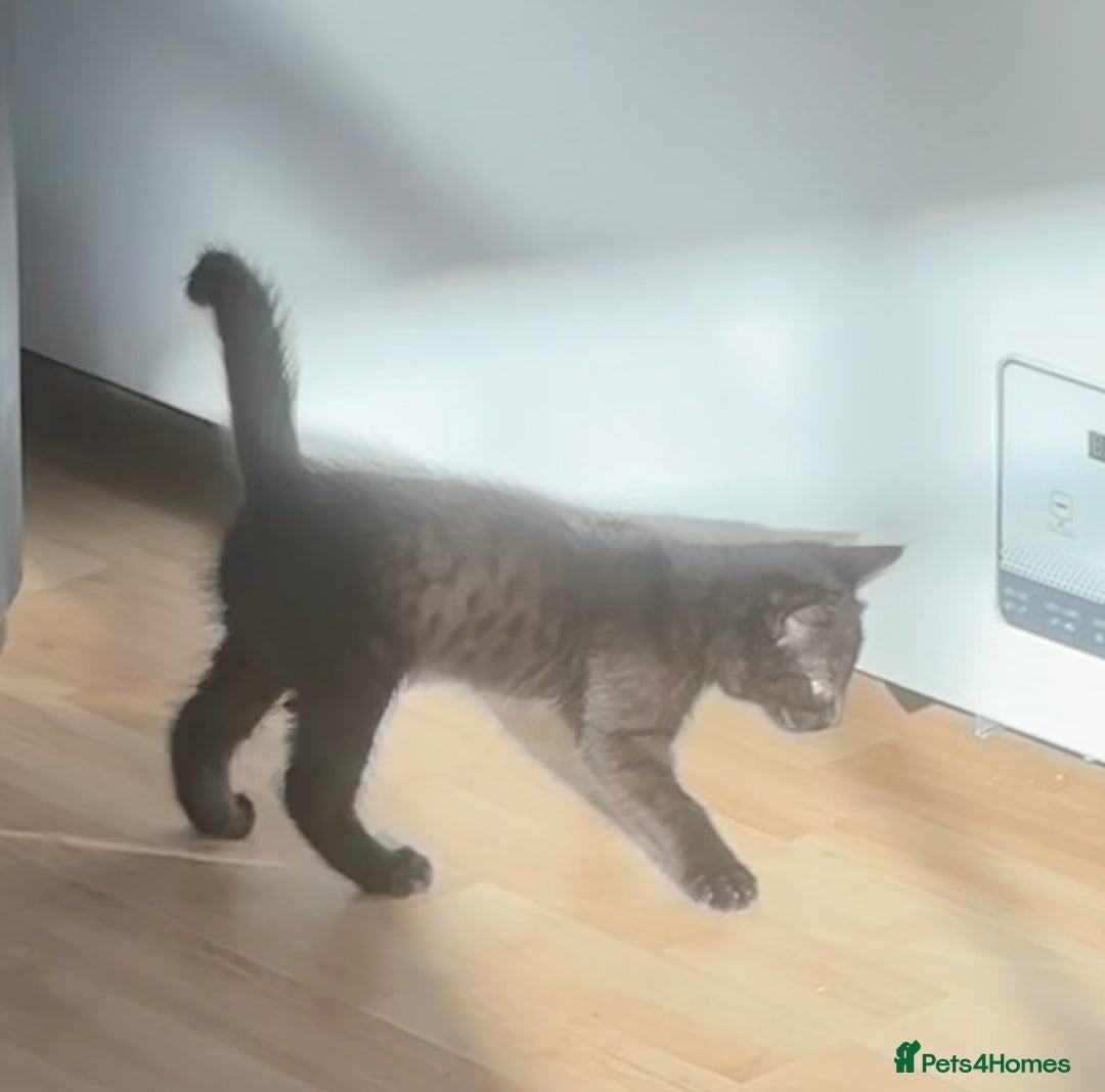 British Longhair cats for sale: 1 x British Long Hair & 2 x British Short Hair - Image 11