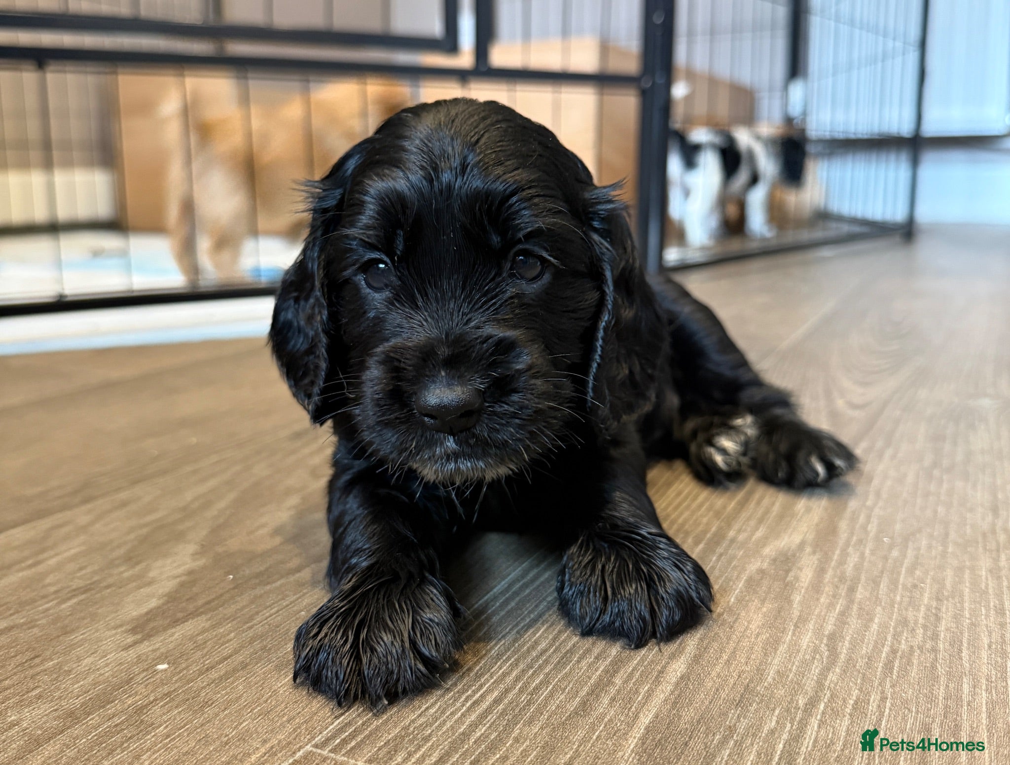Cockapoo dogs Beautiful Cockapoo Puppies  - Advert 4