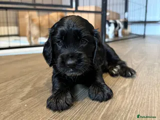 Cockapoo dogs Beautiful Cockapoo Puppies - Advert 4