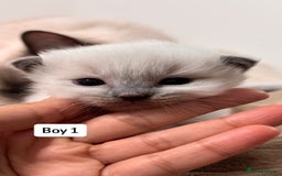 Ragdoll cats for sale: “ Ragdoll kittens “ A perfect  **  present  - Image 11