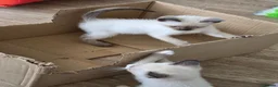 Snowshoe cats for sale: Rare TICA registered Snowshoe kittens - Advert 28