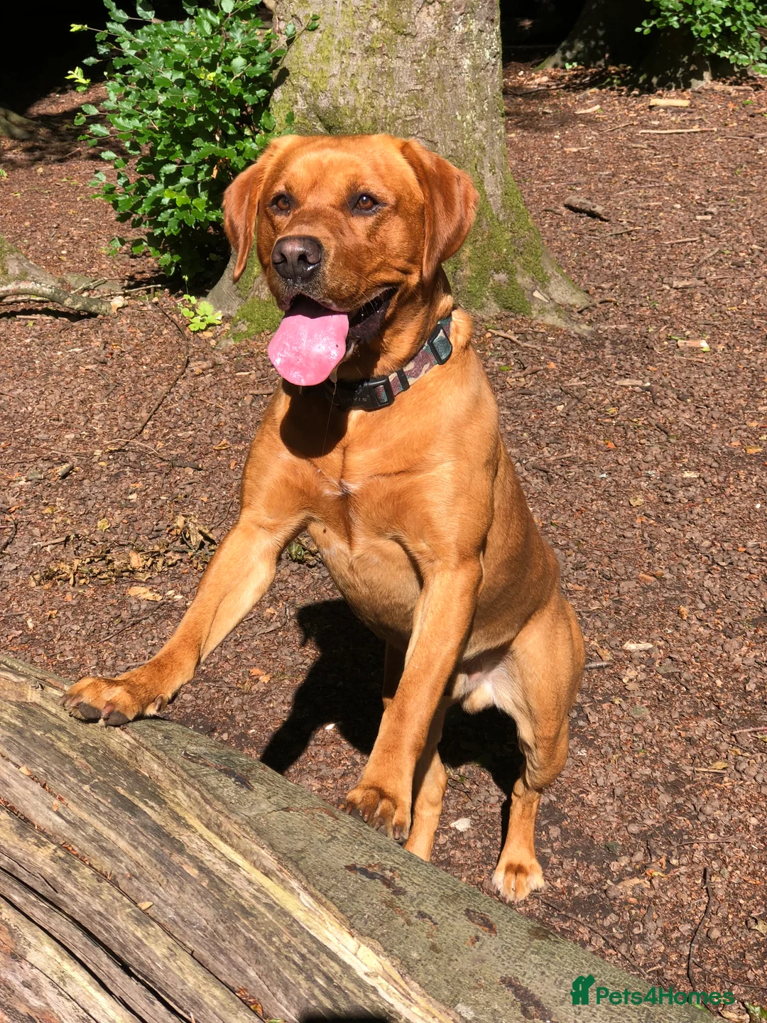 Labrador Retriever dogs for stud: Fox Red Labrador for stud - Advert 5