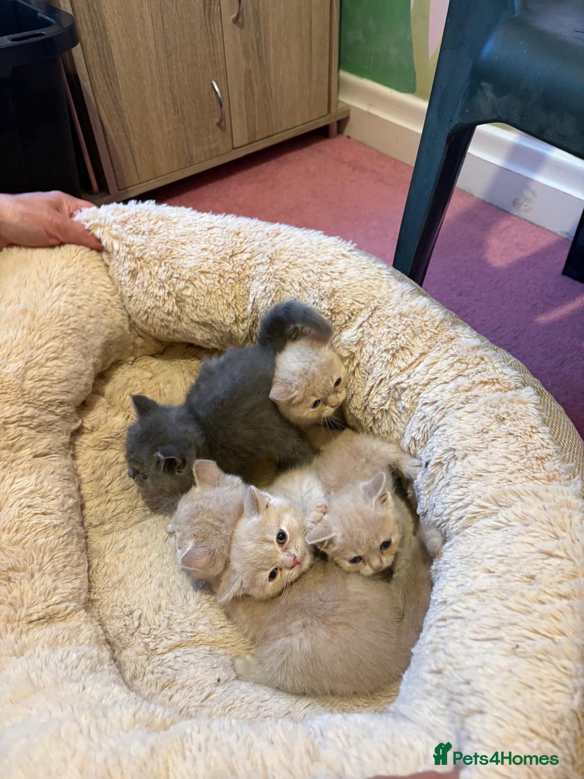 British Shorthair cats British Short Hair kittens for sale - Advert 1