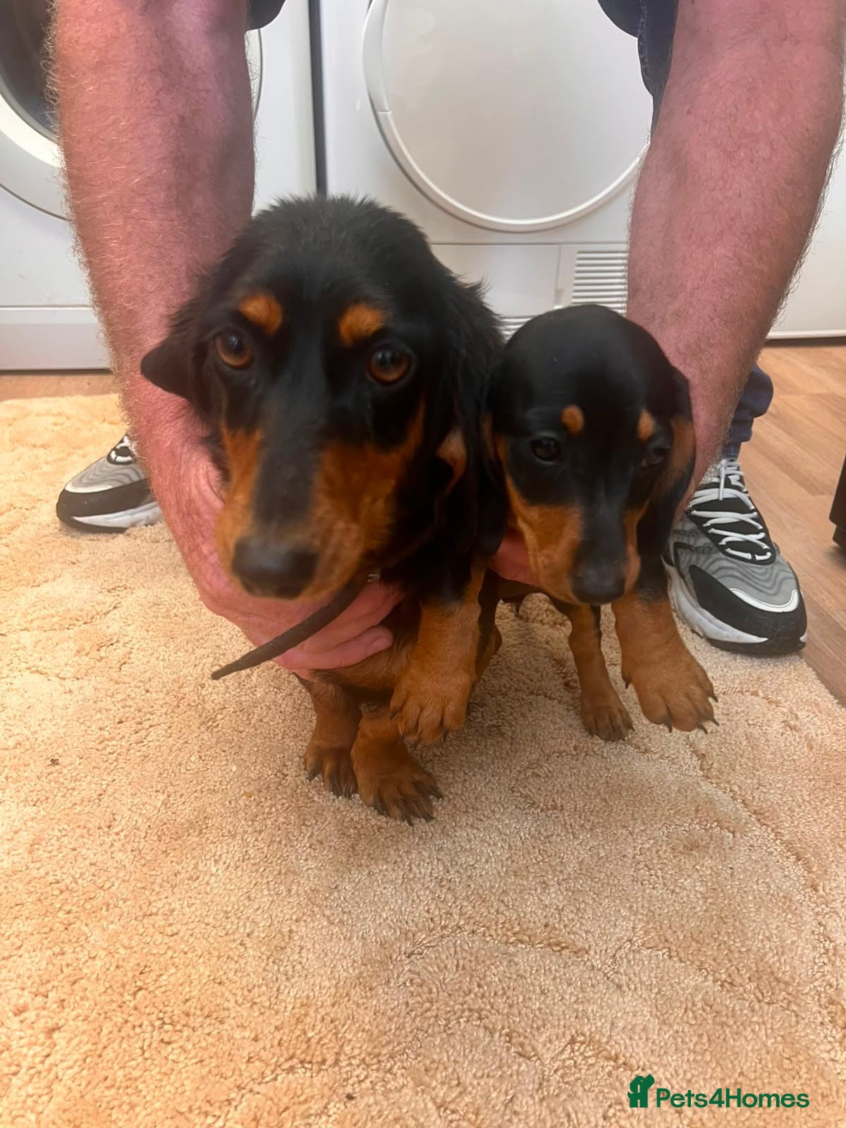 Dachshund dogs Beautiful pups - Advert 2