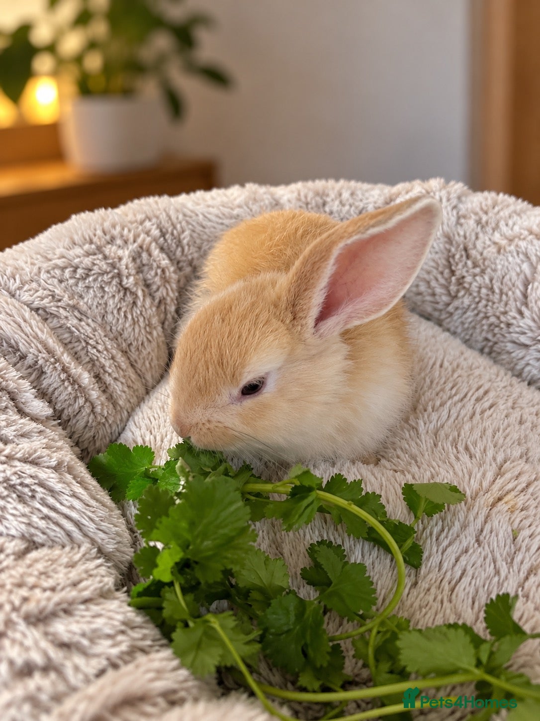 Mini Lop rabbits for sale: Mini Lop/Harlequin colours - Advert 2