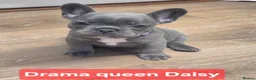 French Bulldog dogs for sale: French bulldogs  Last girl  - Advert 29