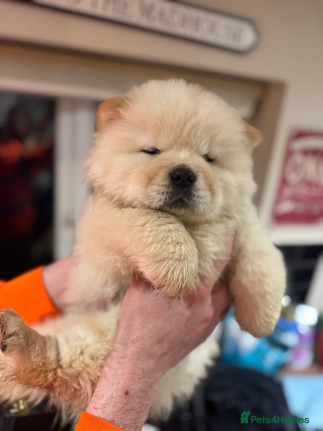 Chow Chow dogs for sale: BEAUTIFUL KC REG CHOW CHOWS FOR SALE 🥰🥰🥰🥰🥰🥰  - Advert 5