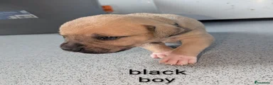 Mixed Breed 3