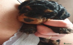 Jackapoo dogs for sale: Jackapoo x Asian toy poodle F1B - Image 21