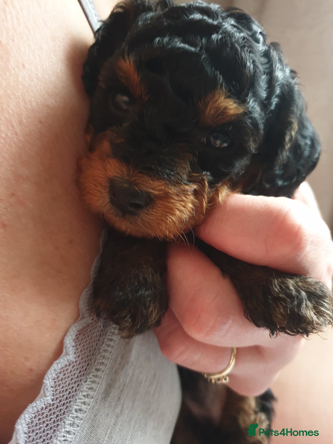 Jackapoo dogs for sale: Jackapoo x Asian toy poodle F1B - Image 21
