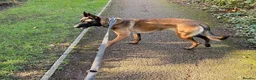 Belgian Shepherd Dog dogs for sale: Lexi  in Milton Keynes - Advert 11
