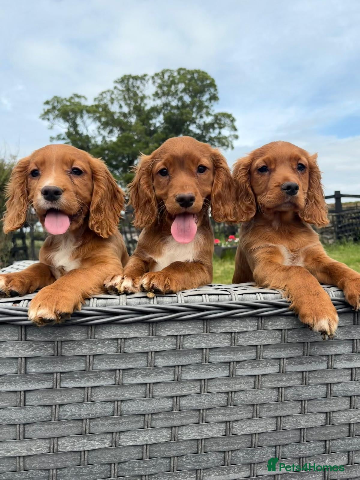 Cocker Spaniel dogs Working cocker spaniel  - Advert 1