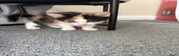 Mixed Breed cats for sale: Female Calico Kitten - Advert 16