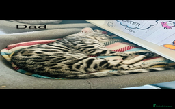 Bengal cats for sale: 4 Rare Tica Registered Bengal Kittens - Image 37